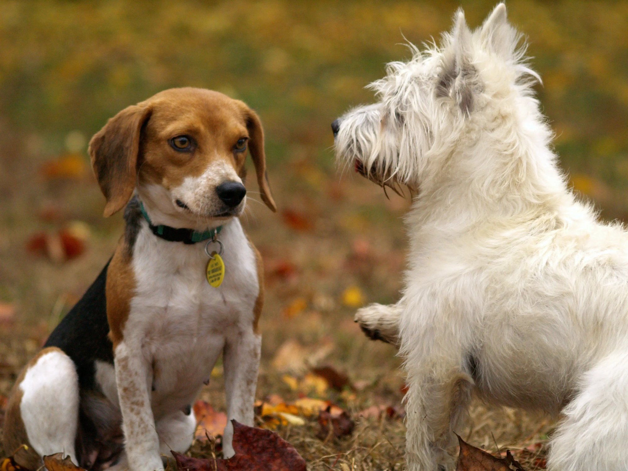 seguro para perros hogar