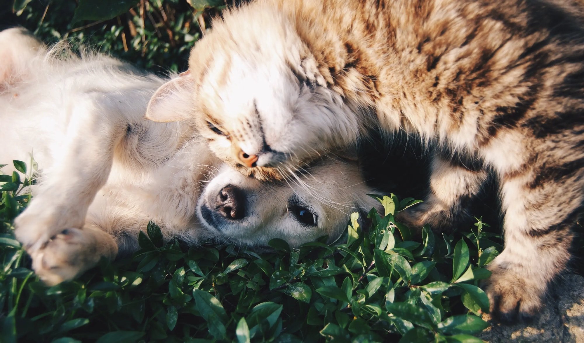 seguro para perros obligatorio